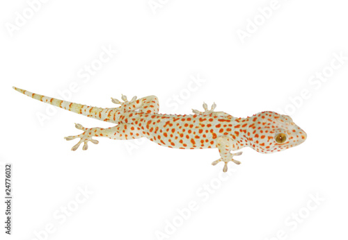 White lizard with red spots