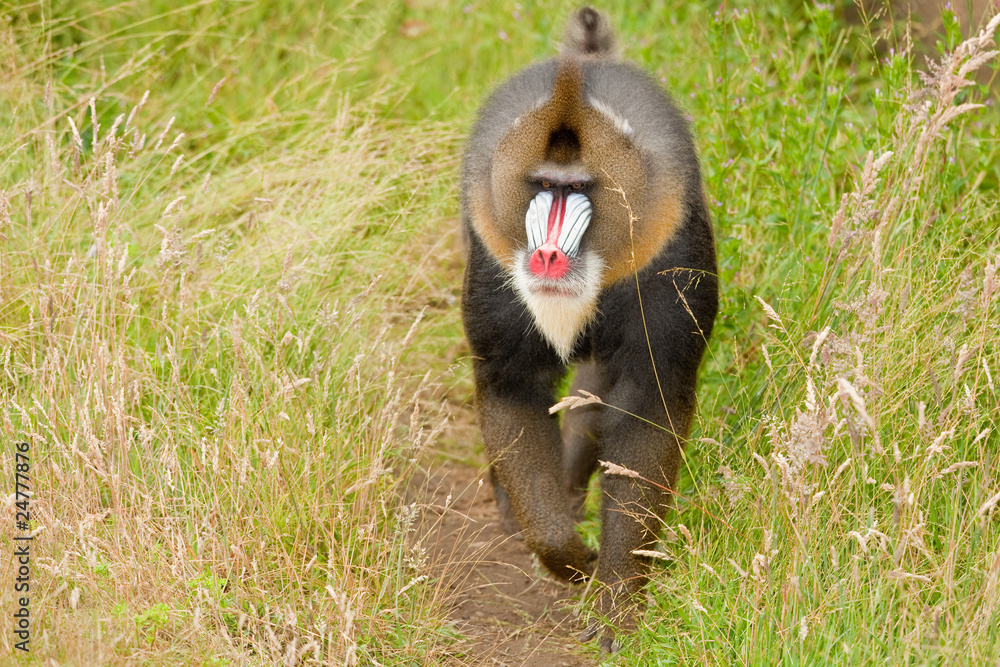 Obraz premium Mandrill (Mandrillus sphinx), primate with colorful face