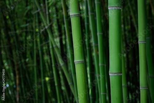 Fototapeta Naklejka Na Ścianę i Meble -  Bamboo