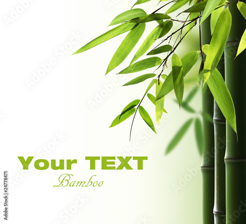 Bamboo © Li Ding