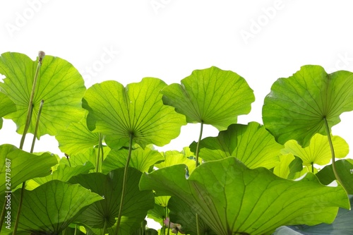 Green lotus leaf