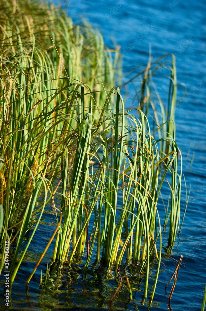 Obraz premium Green grass in tranquil water