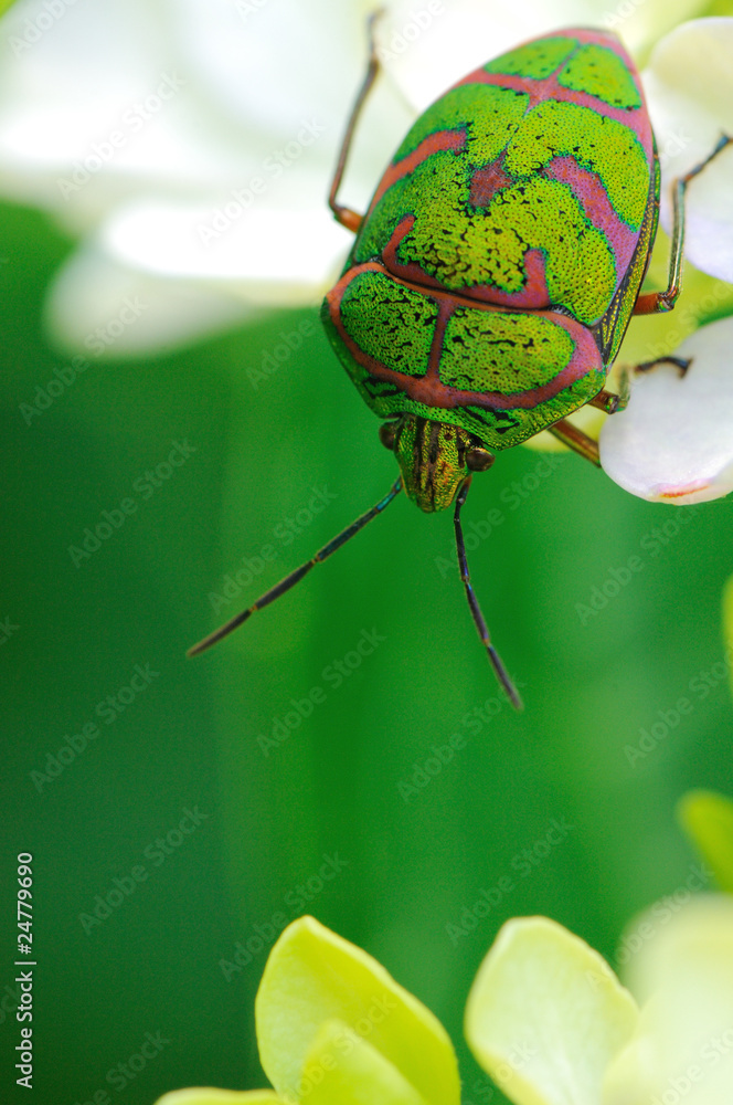 紫陽花の花にぶら下がるカメムシ Stock Photo Adobe Stock