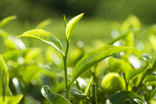 Tea Leaves