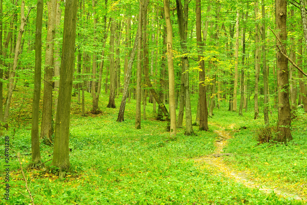 Naklejka premium forest