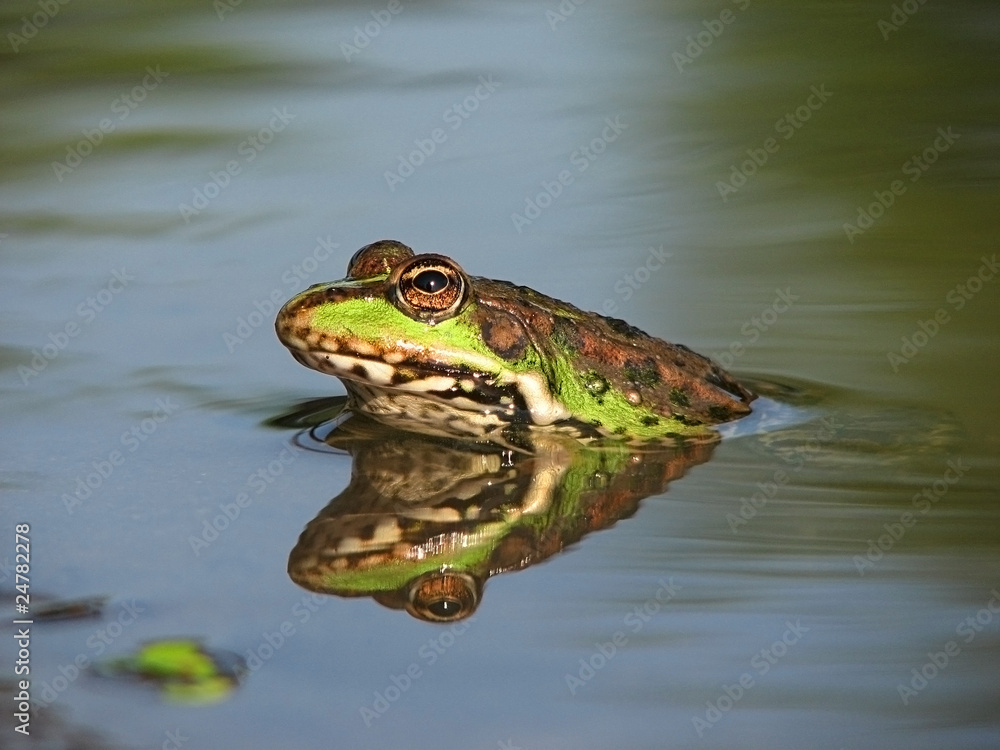 frog