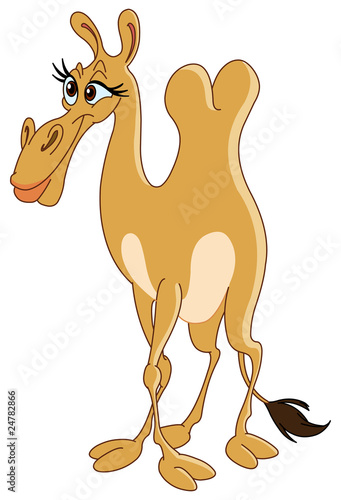 Female camel