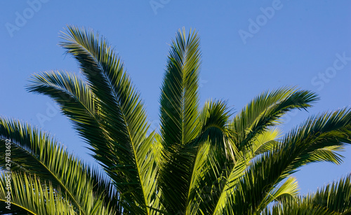 palm tree in blue sky