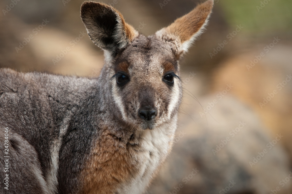 Australian Yellow Footed Rock Wallaby