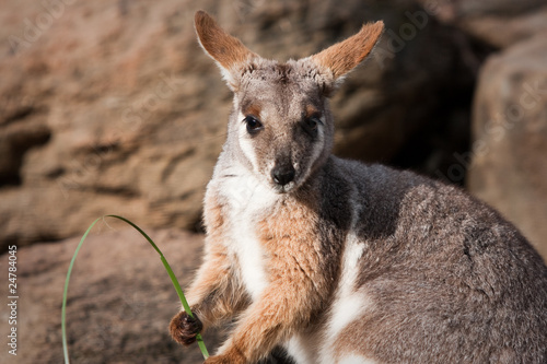 Australian Yellow Footed Rock Wallaby photo