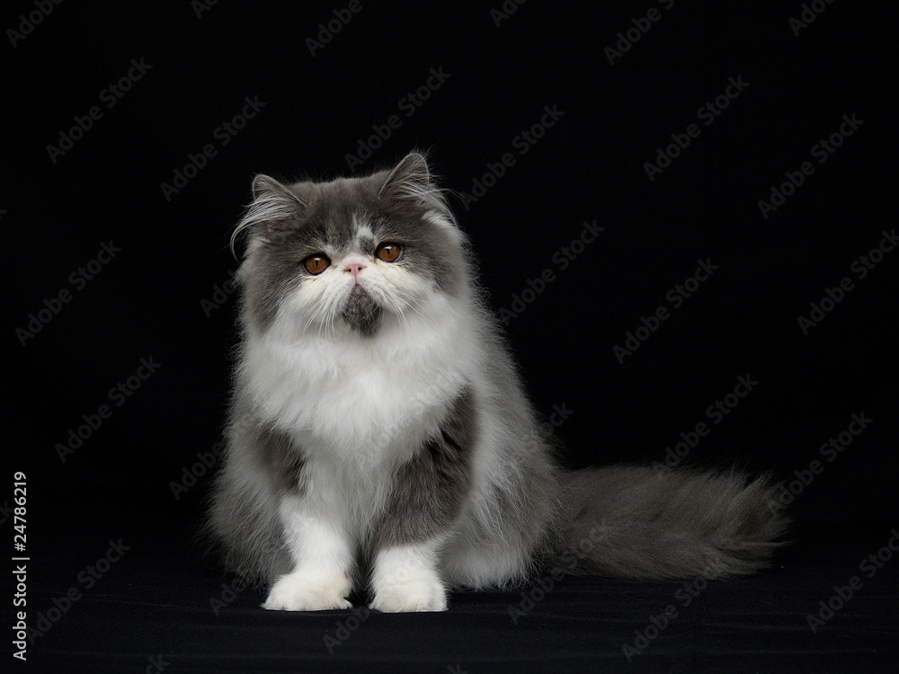 Perserkatze 5 Perserkatze 5