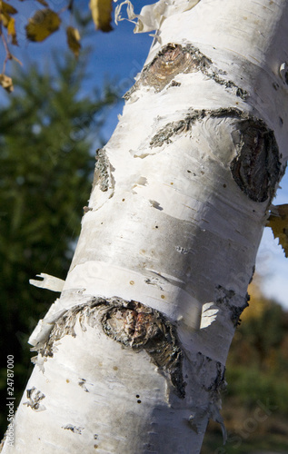 tronc de bouleau en gros plan
