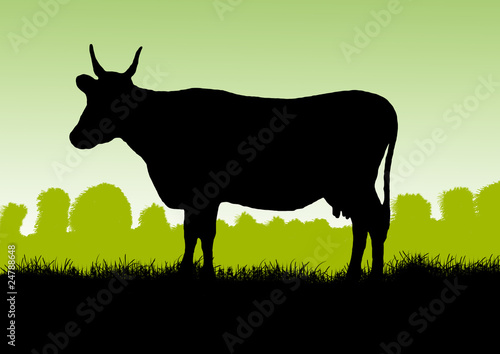 корова на лугу утром photo