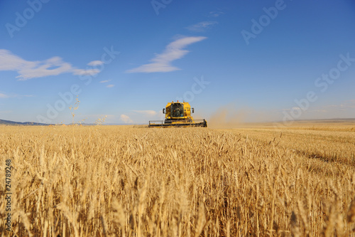 Campos de cereal y cosechadora