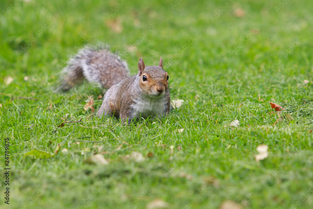 Obraz premium Squirrel