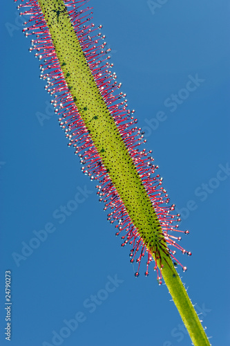 Fotografia, Obraz pianta carnivora foglie 1000