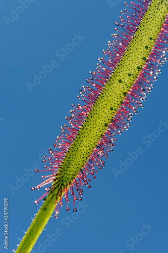 Fotografia, Obraz pianta carnivora foglie 1001
