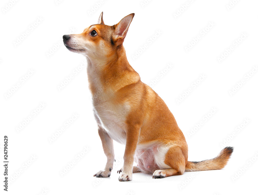 dog dog