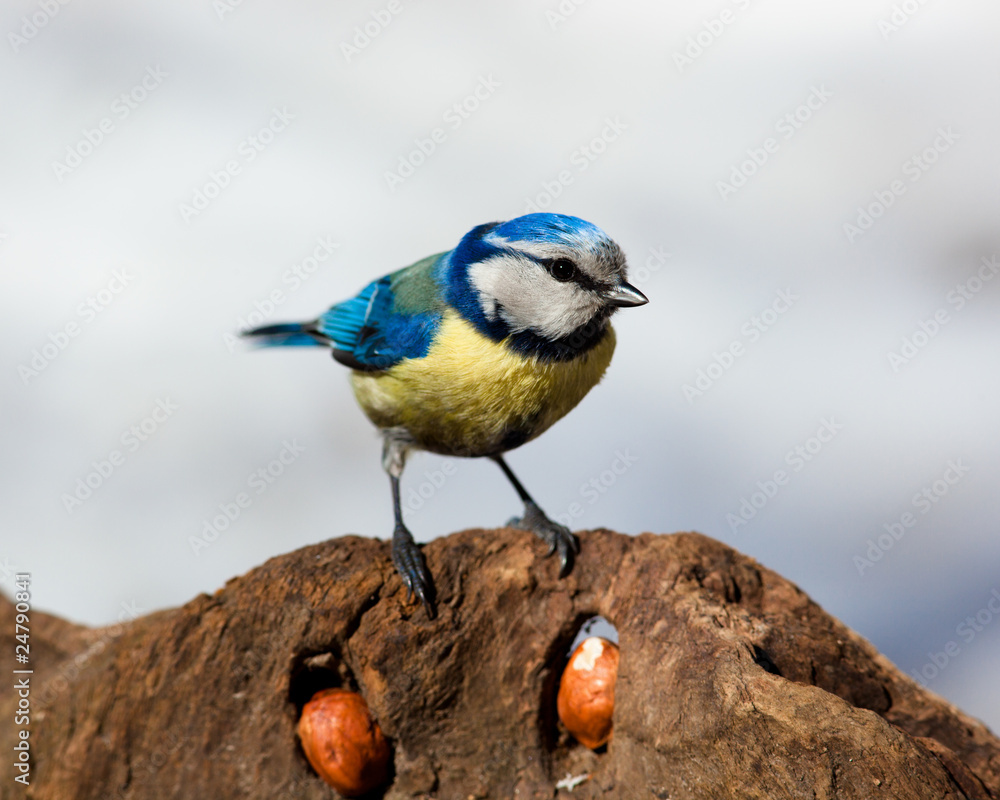 Naklejka premium Blue tit, Parus caeruleus