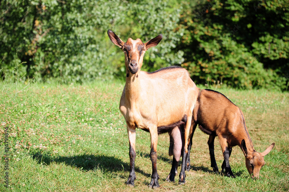 Goat and kid Goat and kid