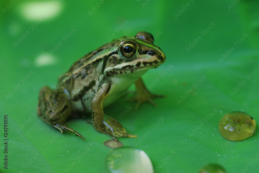 葉っぱの上のトノサマガエル 葉っぱの上のトノサマガエル