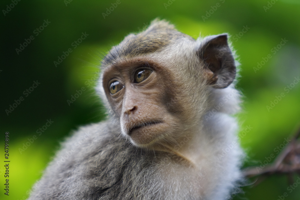 Macaque monkey Macaque monkey