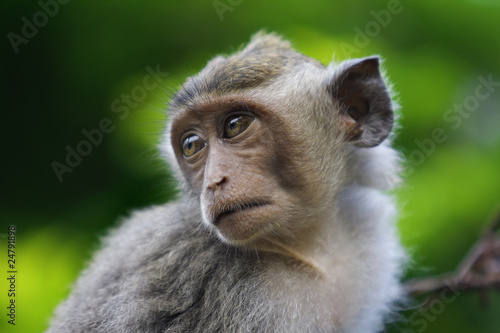 Photography Macaque monkey
