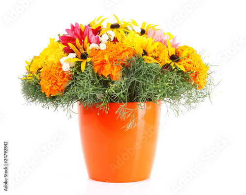 pot of beautiful orange flowers  isolated on white background