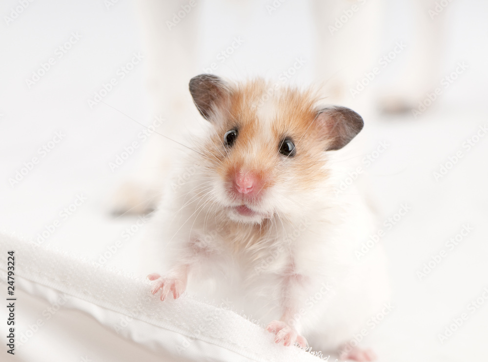 syrian hamster standing above white syrian hamster standing above white
