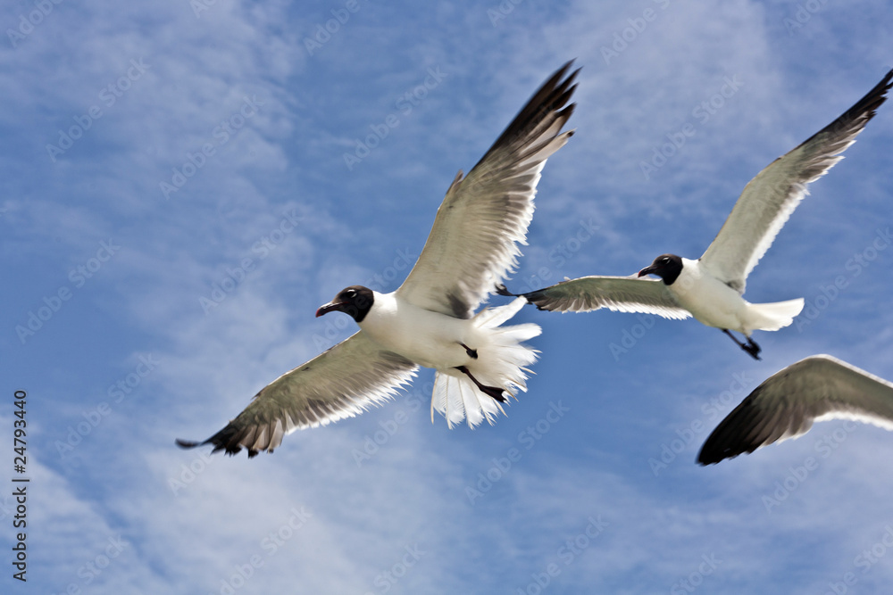 flying seagulls