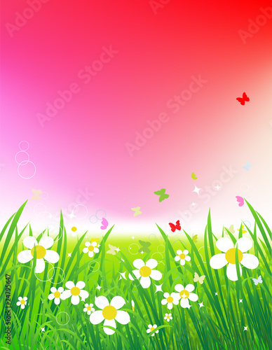 Sunset on green field, summer background