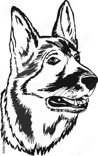 hund