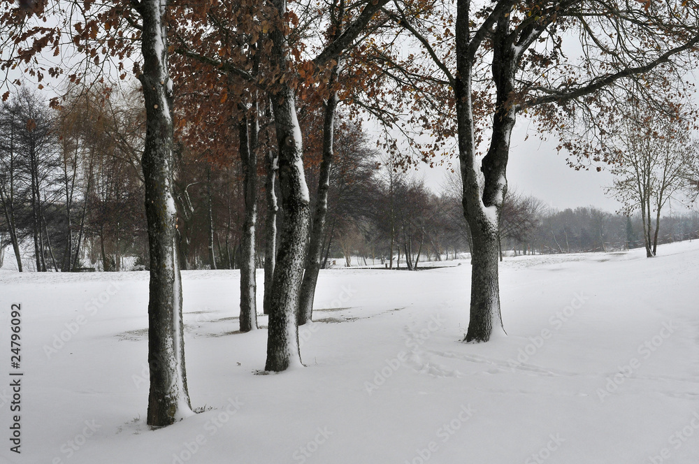 Fototapeta premium Le bosquet enneigé