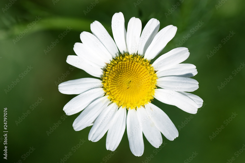 Obraz premium Camomile