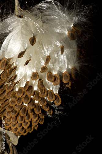 Milkweed butterfly-flower seeds close-up photo