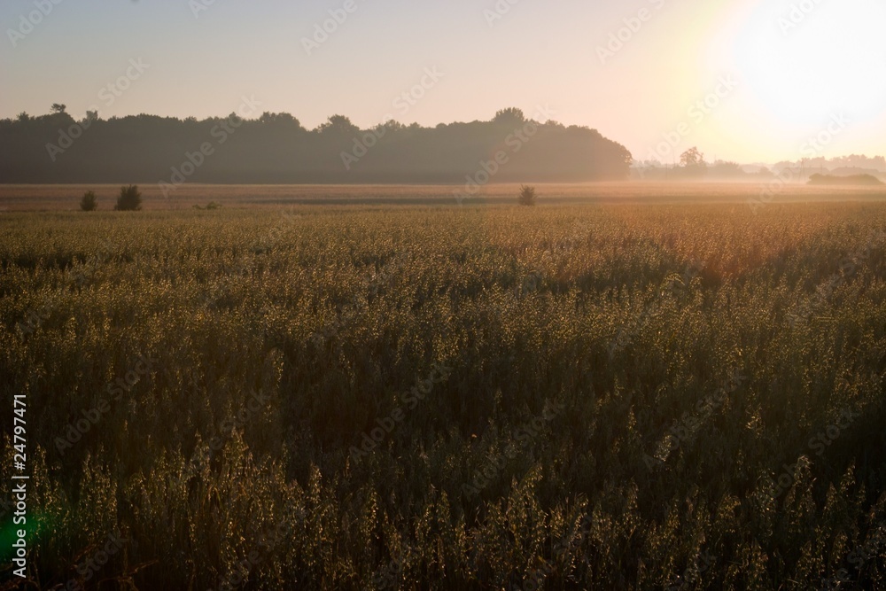 Fototapeta premium wheat