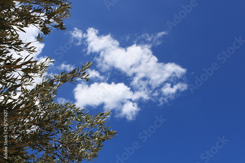 branches d'olivier sur fond de ciel bleu photo