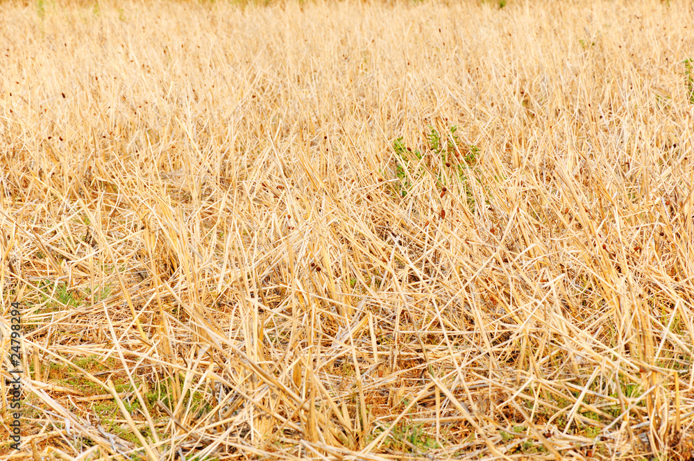 Fototapeta premium Dried rice straw