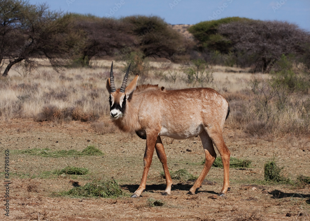 Fototapeta premium roan antelope
