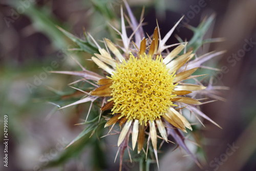 Flor de cardo
