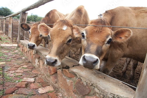 three jersey cows