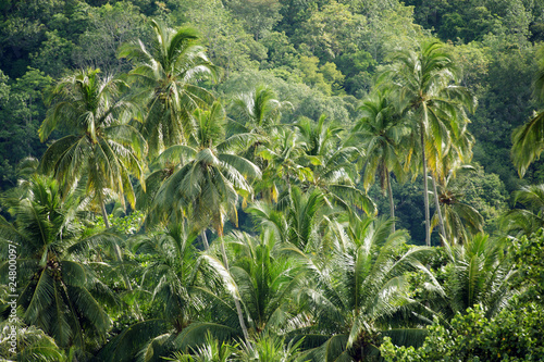coconut tree forest