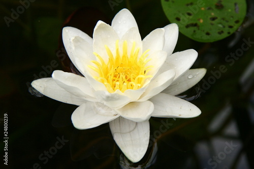 European White Waterlily on a surface of a lake