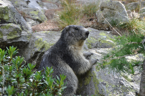 Marmotte sauvage