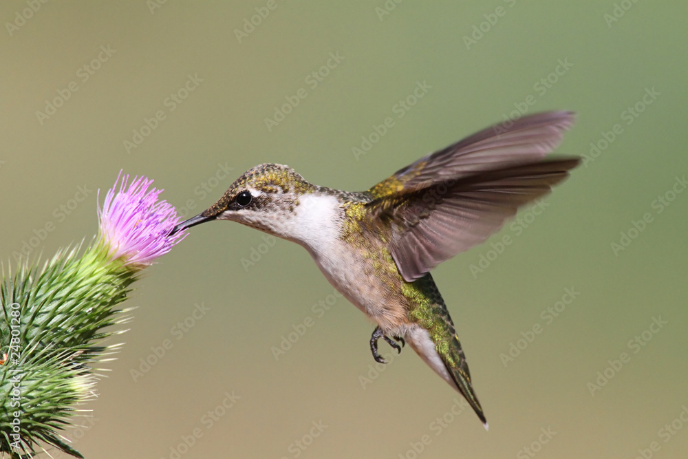 Fototapeta premium Juvenile Ruby-throated Hummingbird