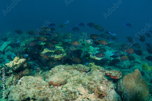 School Surgeonfish, Doctorfish and Blue Tangs © pipehorse