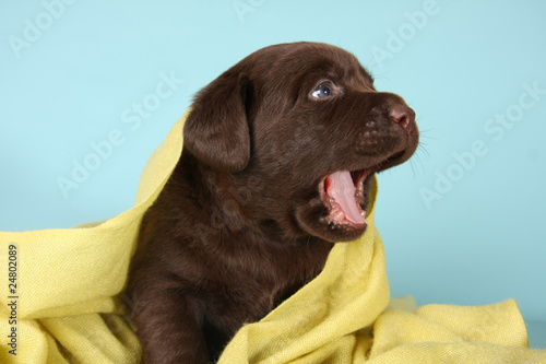 Fototapeta Labrador retriever puppy