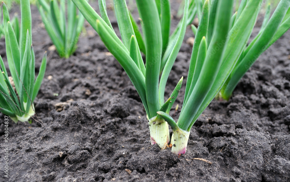 Fototapeta premium onion plantation