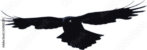 Bird flying