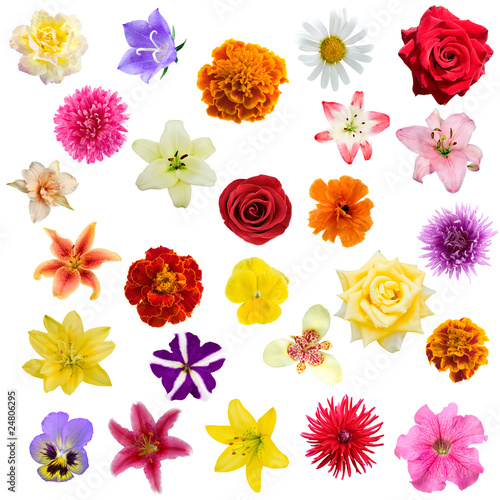 Big collage from  flowers